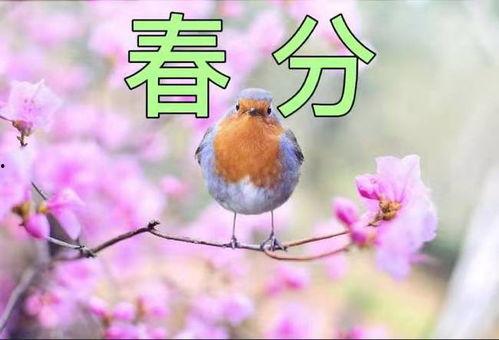 春分有雨在线观看,在线观看春分雨景,感受自然之美 第2张 春分有雨在线观看,在线观看春分雨景,感受自然之美 第2张